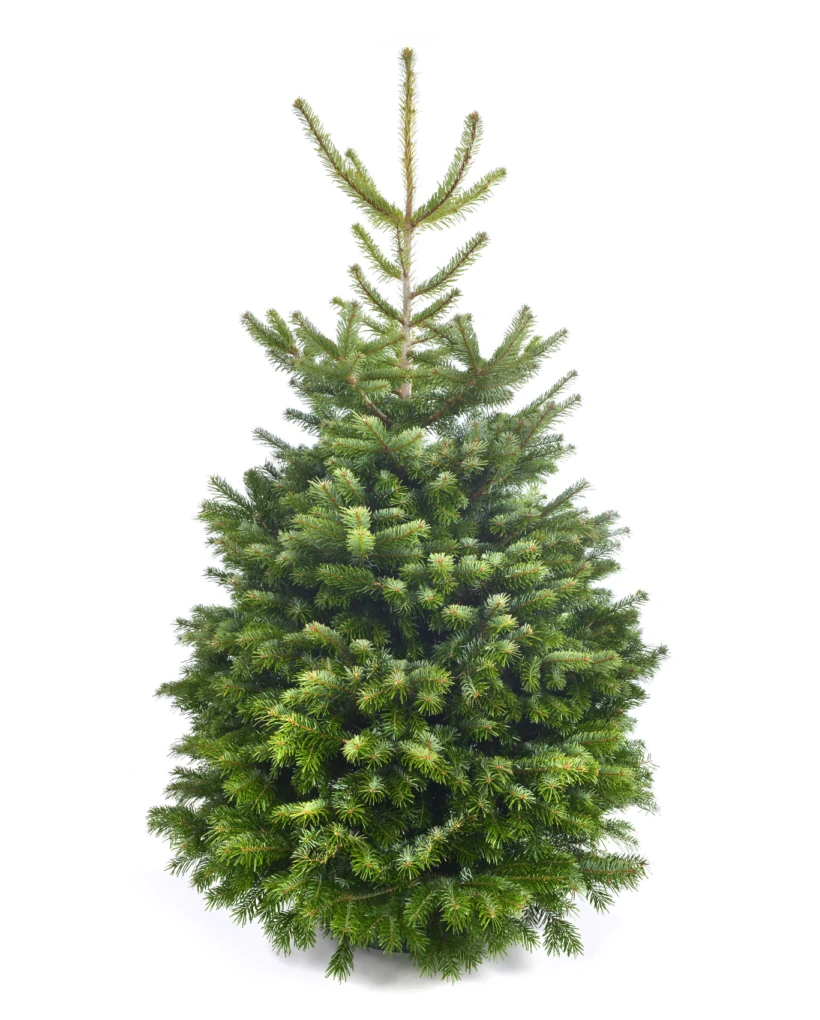 Christmas Tree 2 Christmas Tree - Image 2