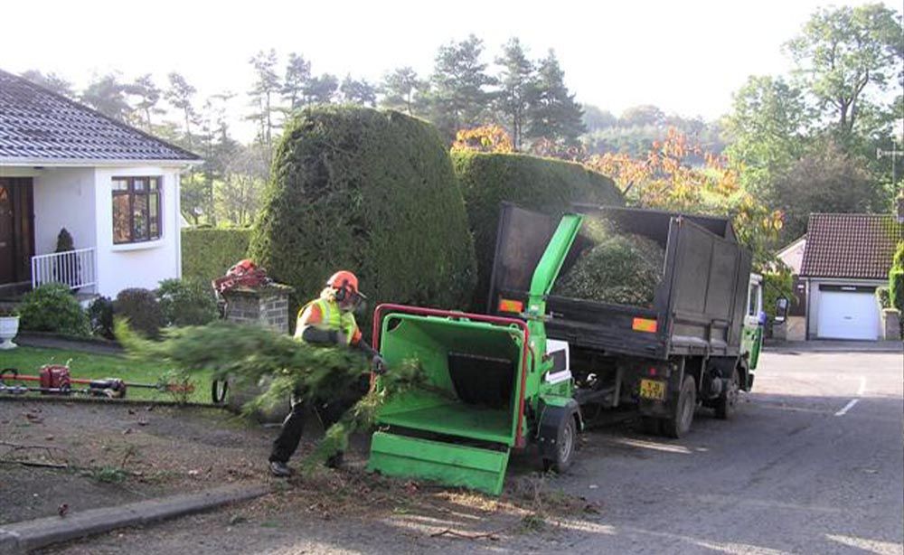 rogue tree surgeon 3996f69a